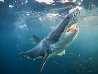 Wallpaper Great White Shark Nature Sea Animals