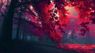 Nature Wallpaper HD