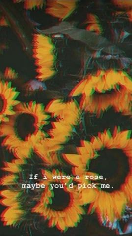 Sunflower iPhone Wallpaper Yellow
