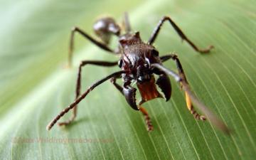 Insect Wallpaper Myrmecos