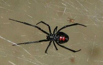 Baby Black Widow Spider Wallpaper
