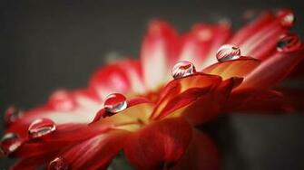 Loemen Wallpaper Met Een Close Up Van Rode Bloem