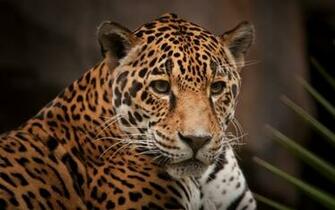 Image Hosting Big Cats Wallpaper Chai3721post Jpg
