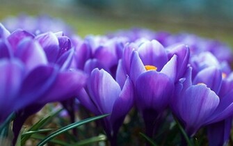 Purple Flower Wallpaper For Desktop You Like HD
