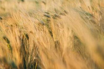 Agronomy Pictures Image