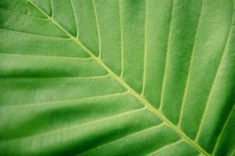 Plant Background Best Background Green And Leaf