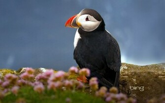 Seabird Atlantic Puffin Wallpaper HD