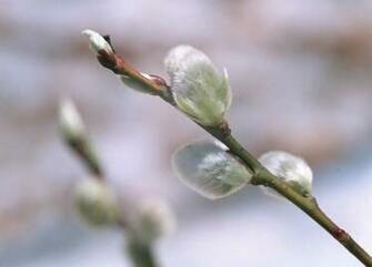 Early Spring Desktop Wallpaper Weddingdressin