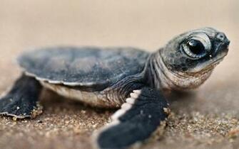 Baby Hawksbill Sea Turtle Wallpaper Pictures Photos