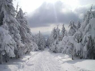 Wallpaper Snow