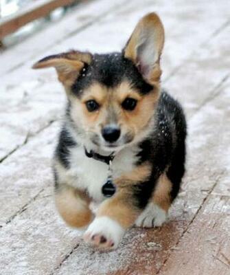 Cooper The Pembroke Welsh Corgi Pictures