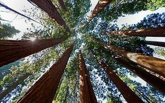 Giant Sequoia Tree Wallpaper Trees