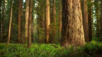 Jedediah Smith Redwoods State Park California Wallpaper