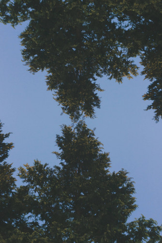 Beautiful iPhone Tree Tops Wallpaper