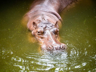 Majestic Hippopotamus In Its Natural Habitat Wallpaper