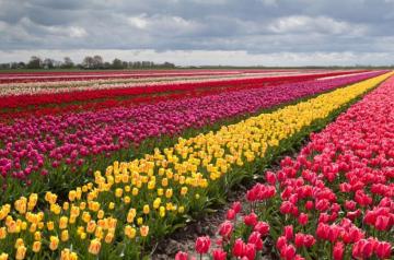 Tulip Fields Tulips Field Flower Flowers Wallpaper