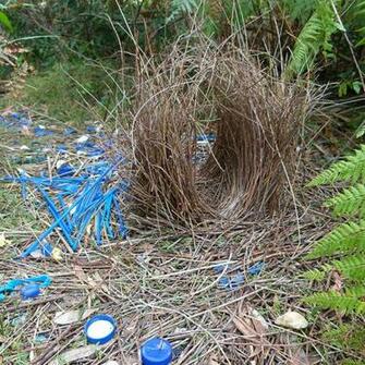 Bowerbird San Diego Zoo Animals Plants