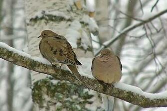 Mourning Dove Paloma Huilota Zenaida Macroura