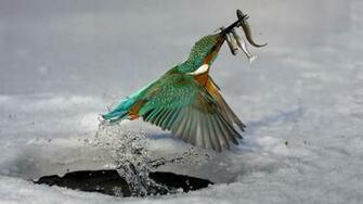 Kingfisher Bird 1080p HD Wallpaper