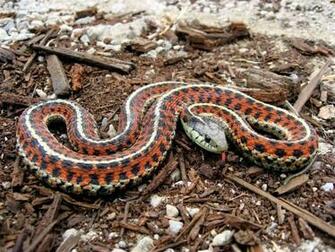 Coast Garter Language Snake Wallpaper Background Best Stock