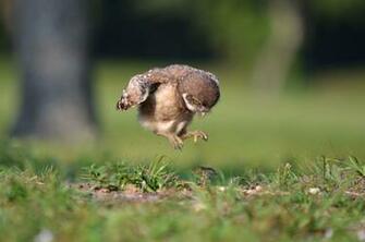 Funny And Cute Animals Background Wallpaper