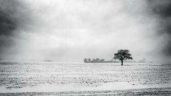 Snowy Field Wallpaper