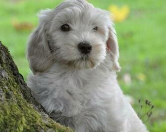 Labradoodle Dogs Wallpaper For Android Apk