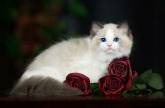 Ragdoll Cat With Roses HD Wallpaper Background Image