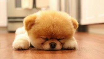 Sweet Boo Dog Sleep Wallpaper Full HD