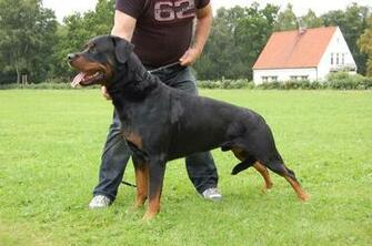 Rottweiler Puppies Wallpaper HD Widescreen