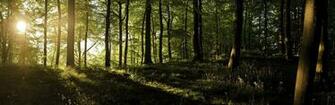 England Forests Sunlight United Kingdom Panorama Wallpaper Background