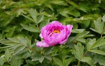 Pink Peony Flower Wallpaper Desktop White