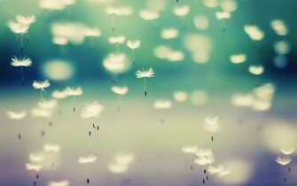 White Dandelions Wallpaper
