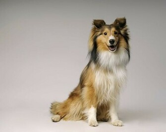 Shetland Sheepdog Wallpaper Screenshot
