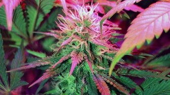 Marijuana Wallpaper