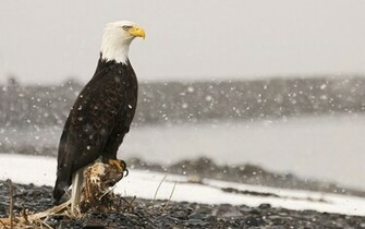 Bald Eagle Wallpaper