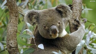 Youwall Koala Wallpaper Photo