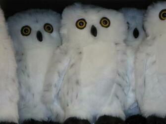 Cute Baby Owls Wallpaper