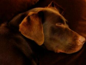 Labrador Marron Chocolat HD Walls Find Wallpaper