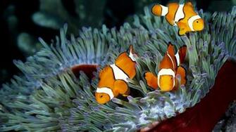 Clown Fish HD Wallpaper
