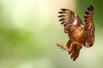 Flying Owl Wallpaper HD Pw
