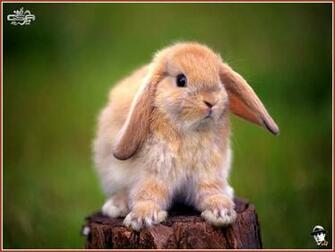 Baby Bunny Photo