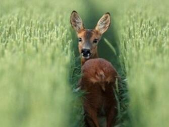Fawn In Grass Wallpaper