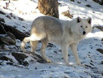 Wolf Winter Wallpaper Arctic Animals Blue White Wolves Funny