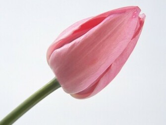Single Flower Wallpaper