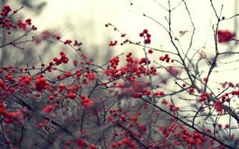 Nature Branches Red Berries HD Wallpaper