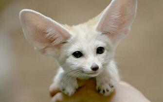 Animals HD Wallpaper Funny Cute For Desktop