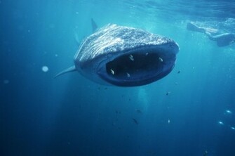 Cute Background And Wallpaper Sharks Killer Whales