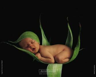 The Reel Foto Anne Geddes Babies Everywhere