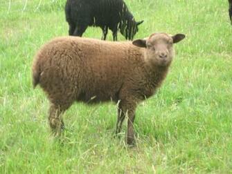 Shetland Sheep Desktop Wallpaper